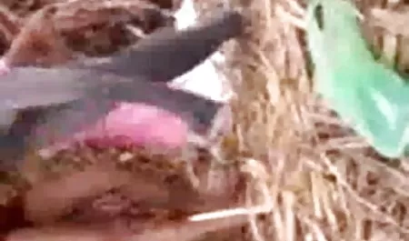 किन्नर एक त्रिगुट बकवास प्यार पिक्चर हिंदी में सेक्सी करता हूँ