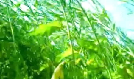 पुरुष स्ट्रिपर्स के साथ सेक्सी पिक्चर बताइए इंग्लिश मस्ती करते जंगली पागल लड़कियां