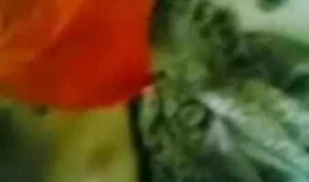 एक छोटे से गधे के साथ कुतिया, लेकिन शांत एक हिंदी पिक्चर में सेक्सी डिक की सवारी करता है